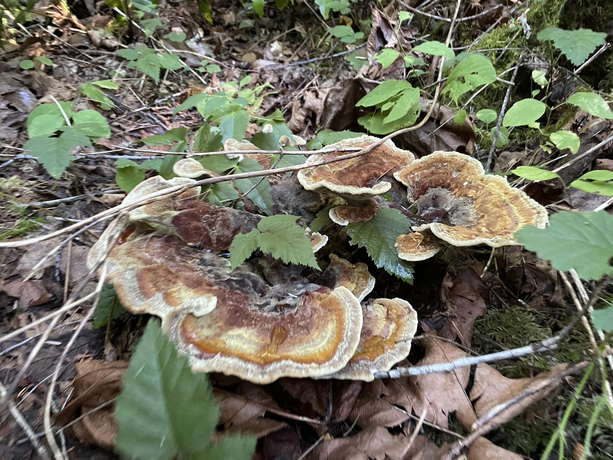 This was a very large fungus growing from the soil. Any idea what