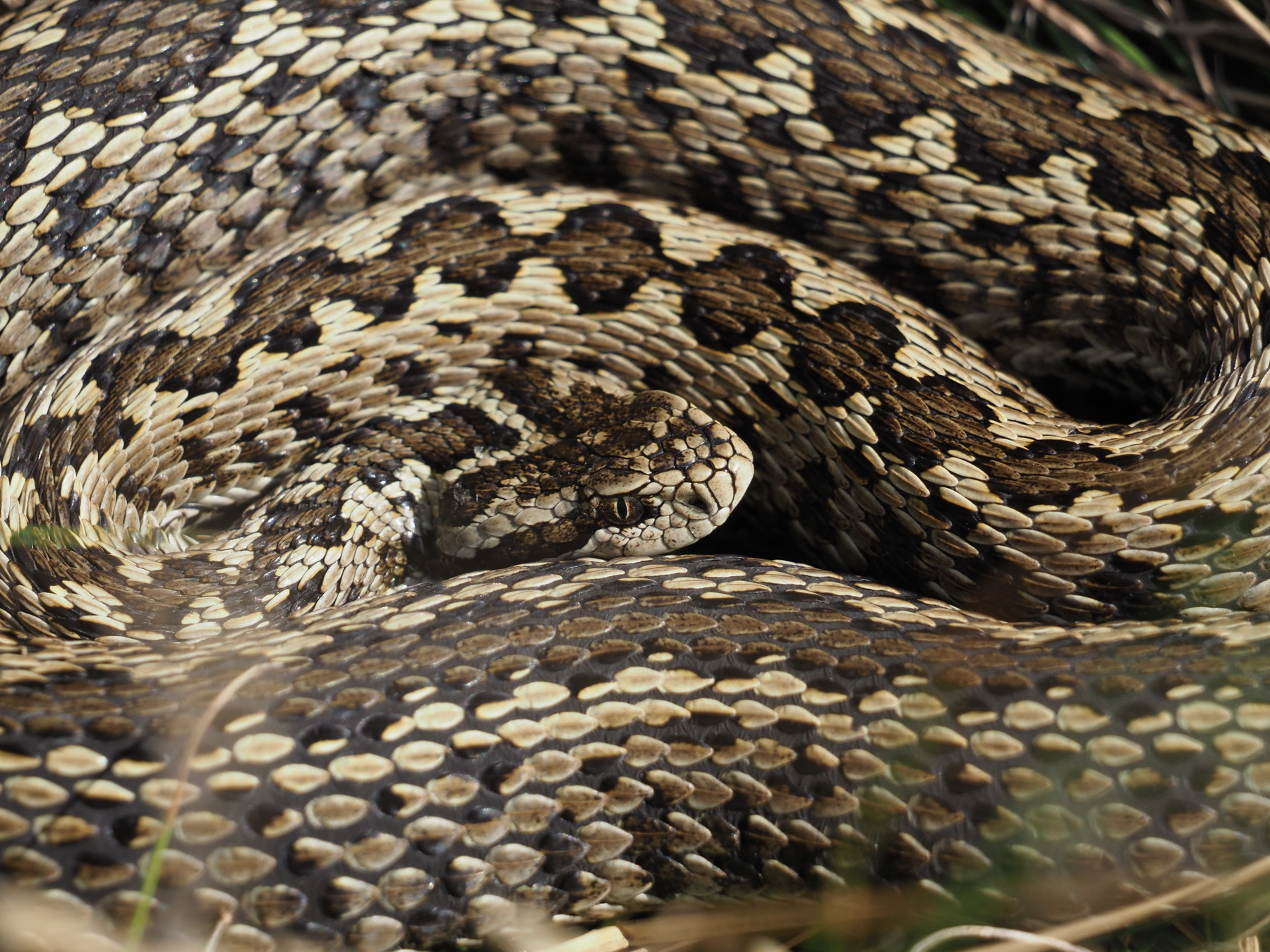 Hungarian meadow viper project