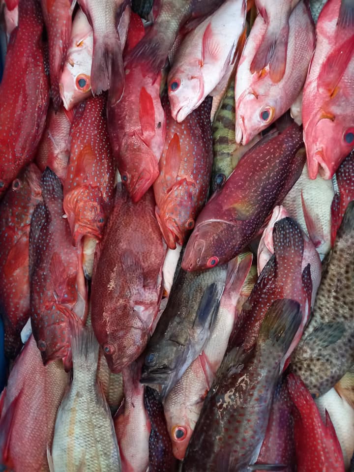 Snap Fish Solomons added a new photo. - Snap Fish Solomons