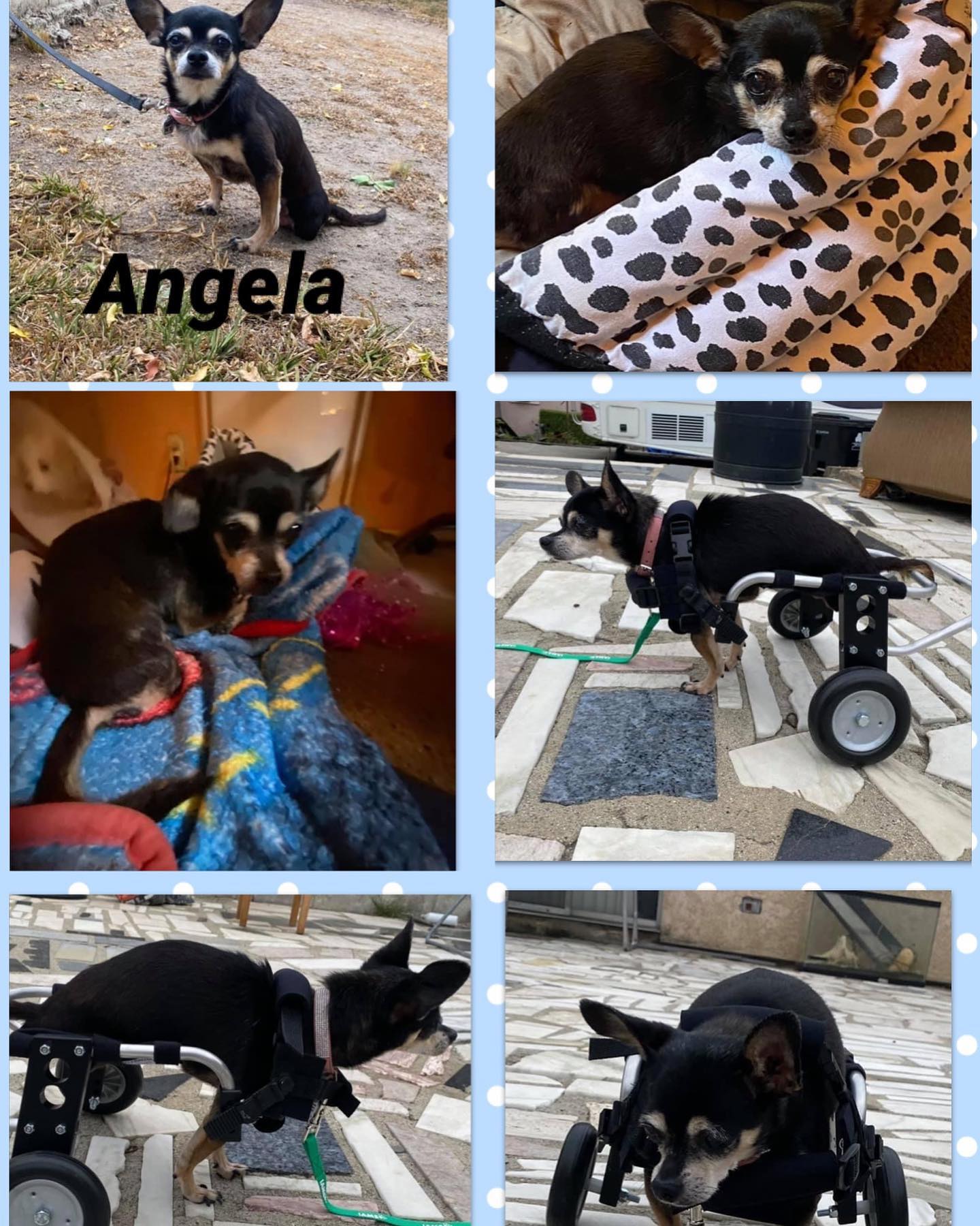Adopt Me Rescue - Our little special needs little... | Facebook
