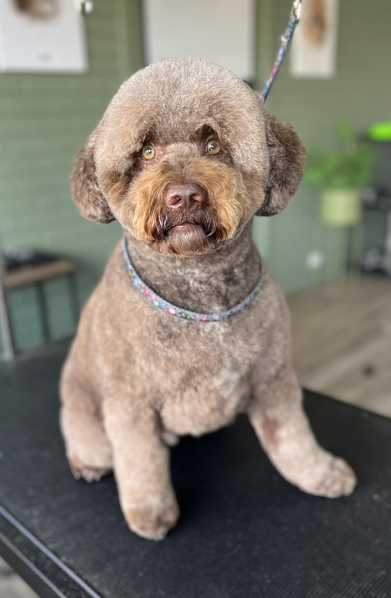 The Dog House Grooming Salon | Bendigo VIC