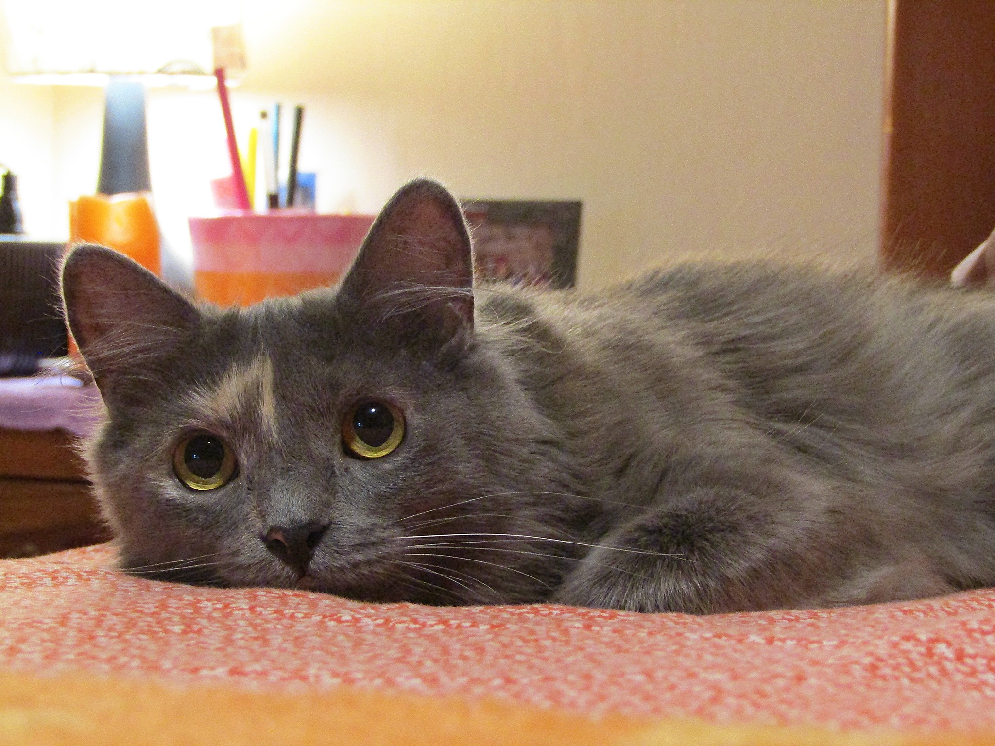 deva.cat | Quito