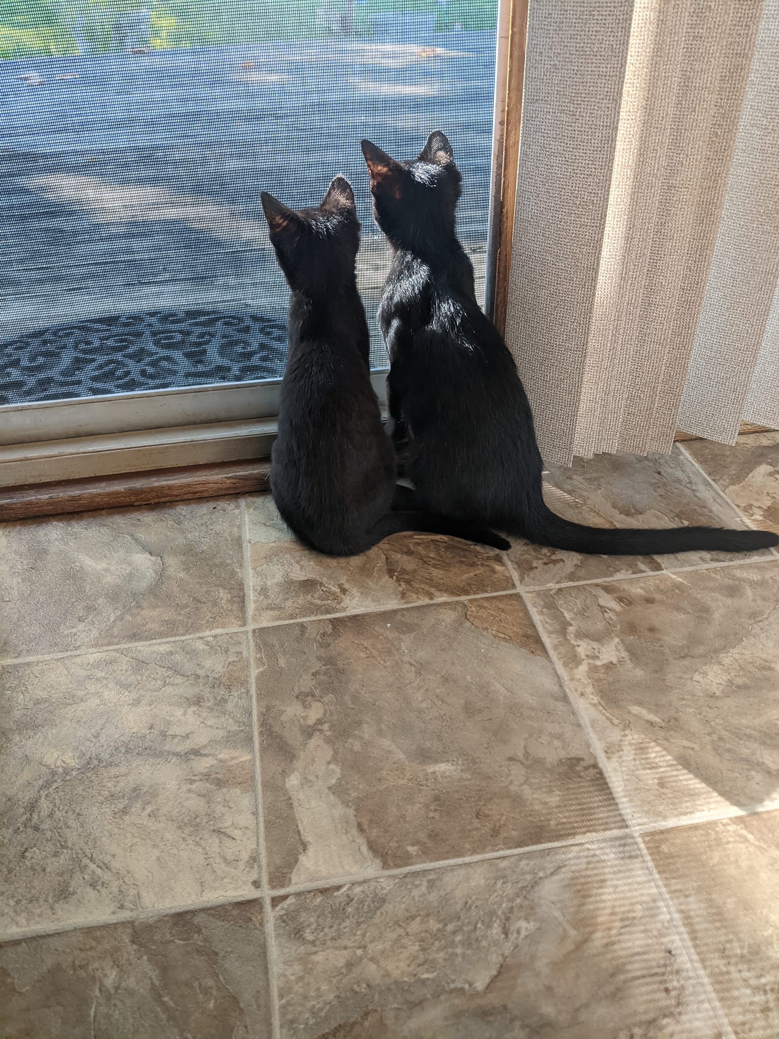 Safe Home Rescue