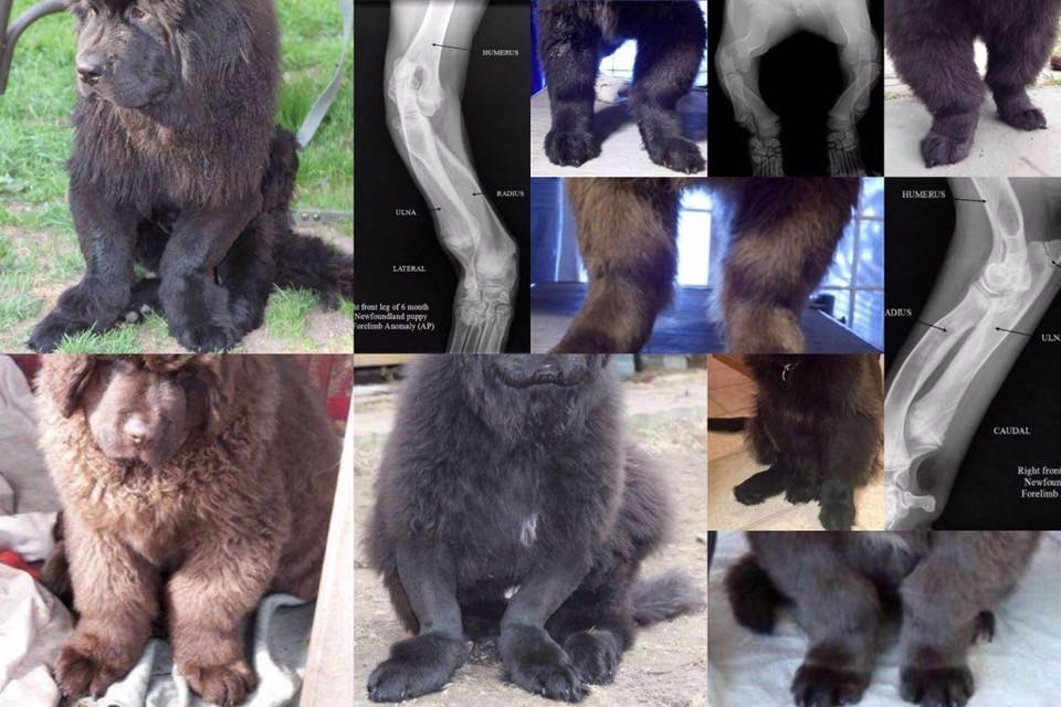 Newfoundland Forelimb Anomaly/Congenital Radial Head Luxation