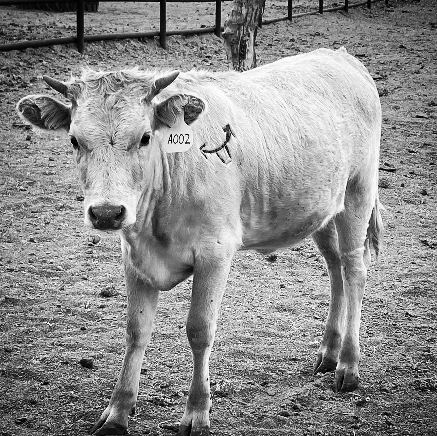 True Ranch Beef | Tombstone AZ