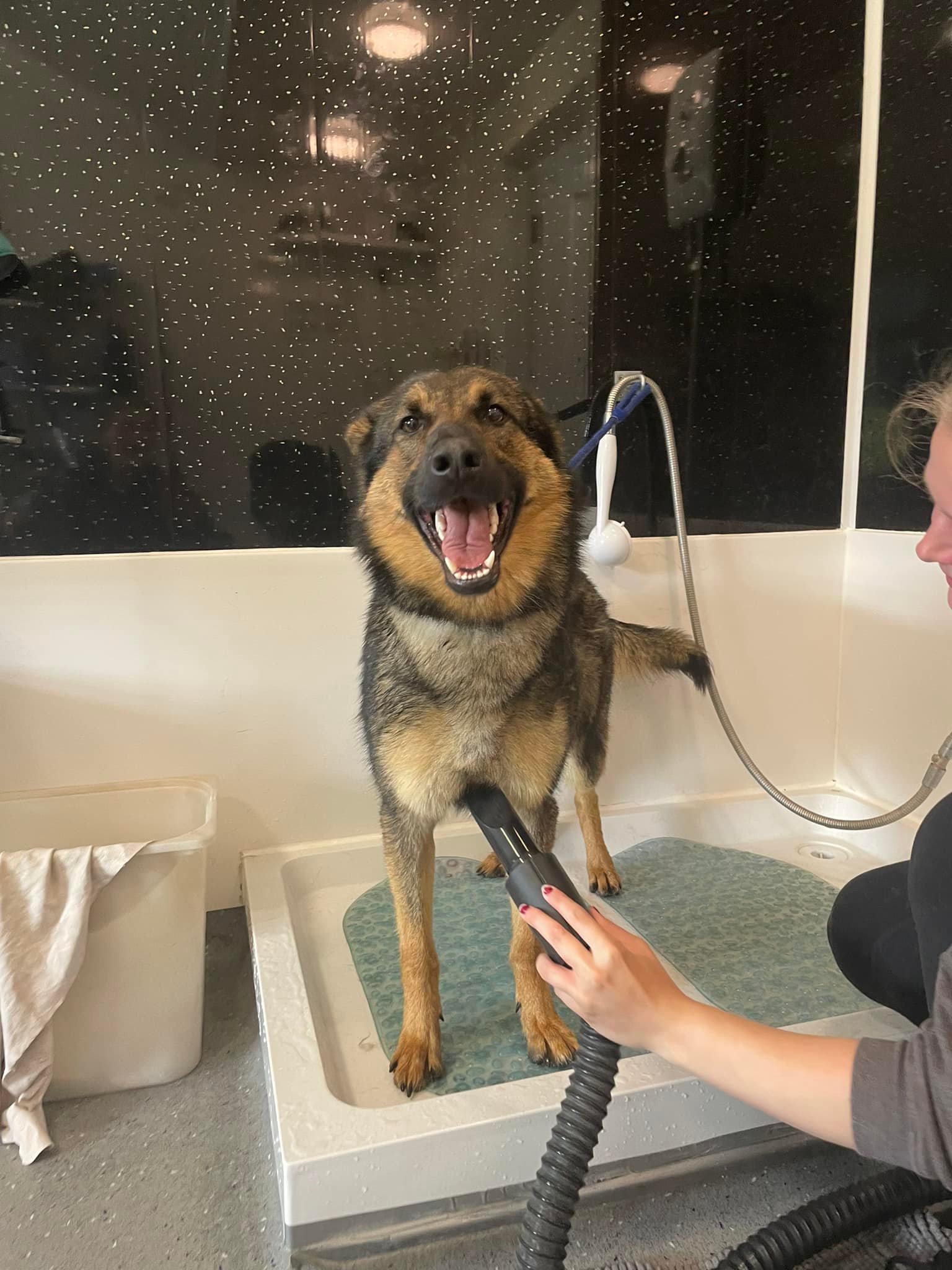 Dynamic K9’s | Wales
