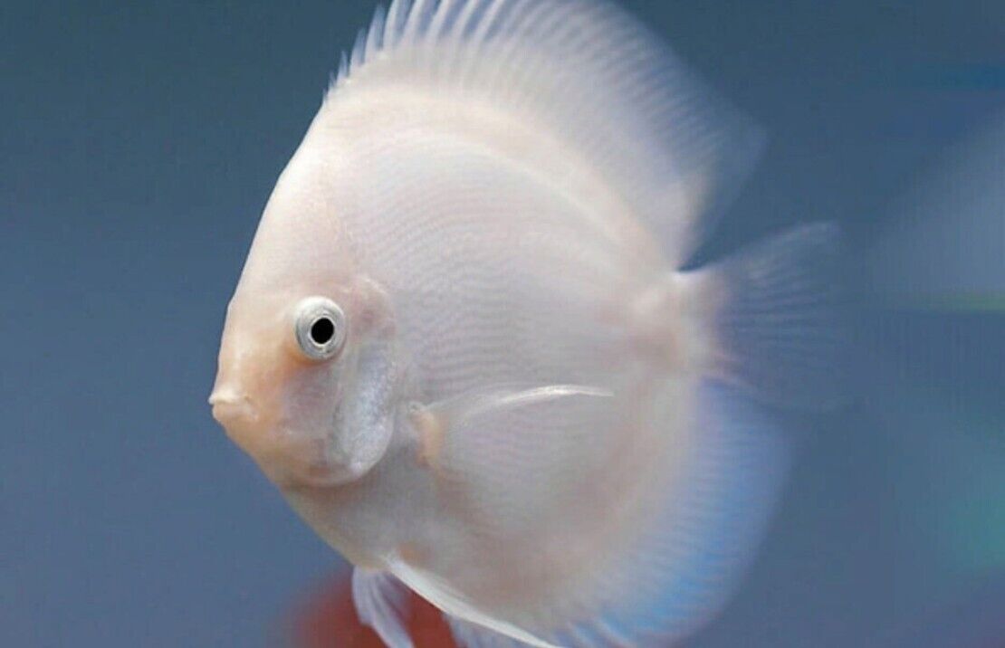 Source Aquatics - Check out ️ Snow White Discus Fish 2.5