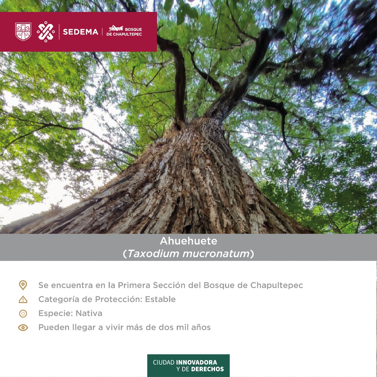 ¿#SabíasQue los ahuehuetes pueden... - Bosque de Chapultepec | Facebook