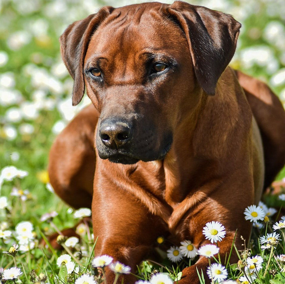 Zorah 🦄 le goldenback 🤣 La bise à tous les aigris du Ridgeback qui ...