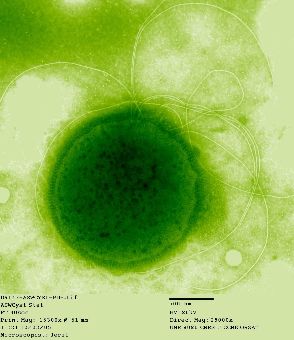 MicroSorb | Boston MA