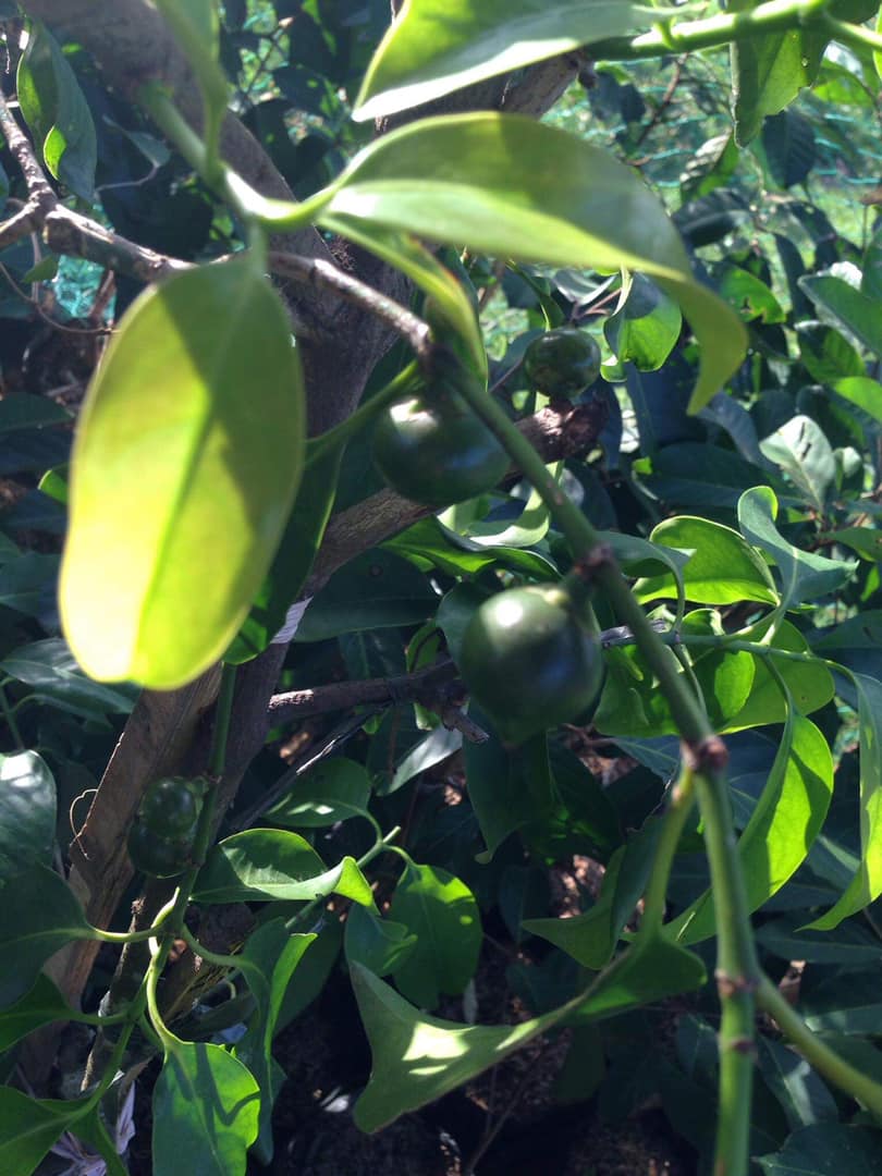 YLVY FARM - Did you know that batwan is native plant grown... | Facebook