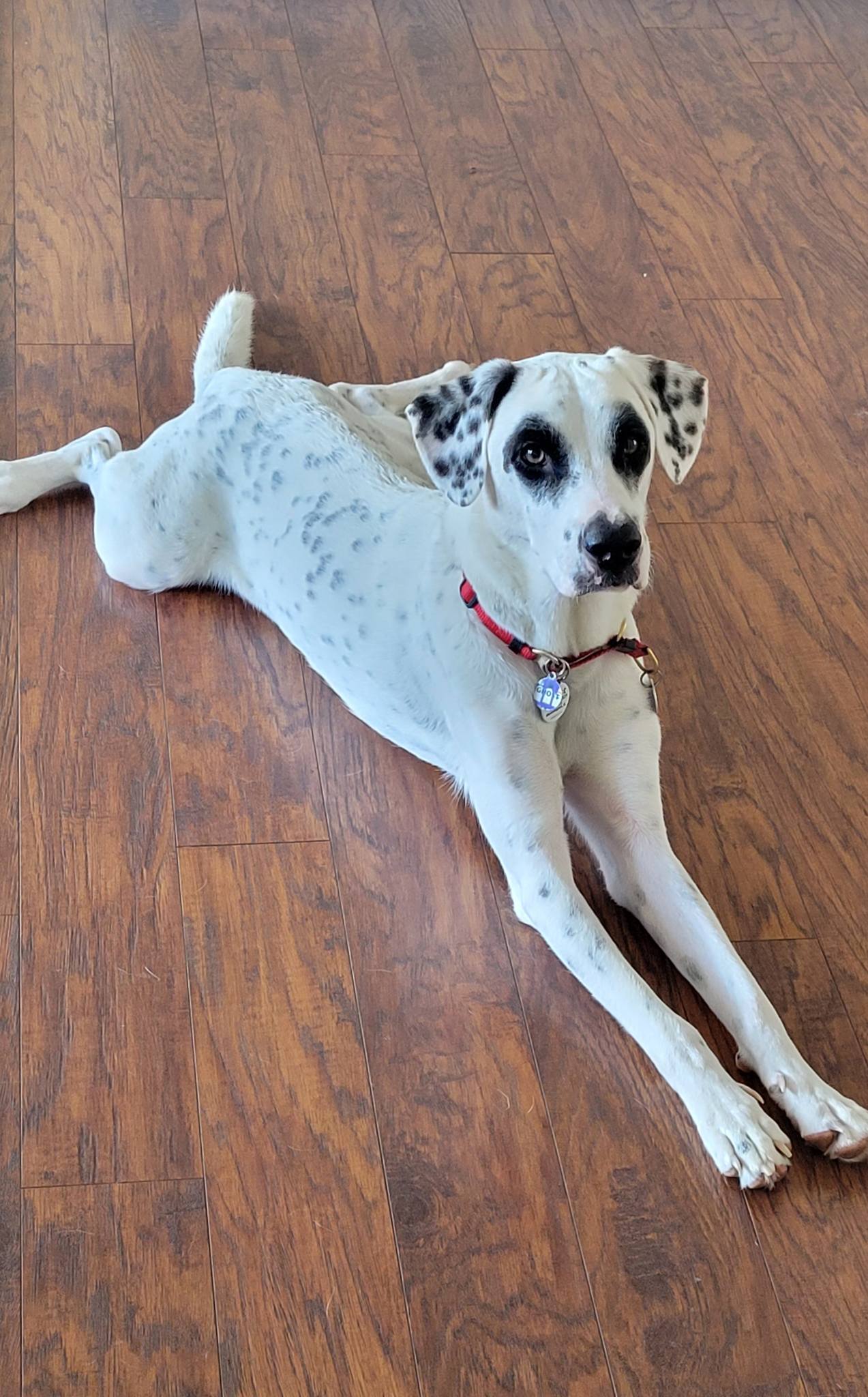 Jasper's Java - Meet our July Pet of the Month… Ghost!👻... | Facebook