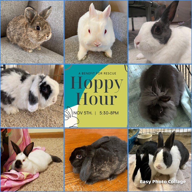Hops + Co. Small Animal Rescue