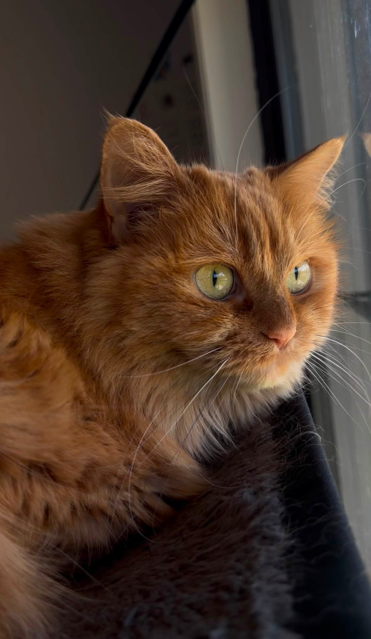 Missing 4-year-old orange cat Pascal in Grand Rapids, MI area