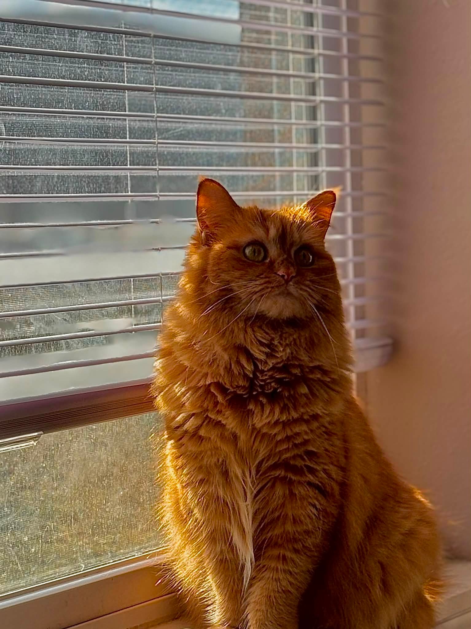 Missing 4-year-old orange cat Pascal in Grand Rapids, MI area