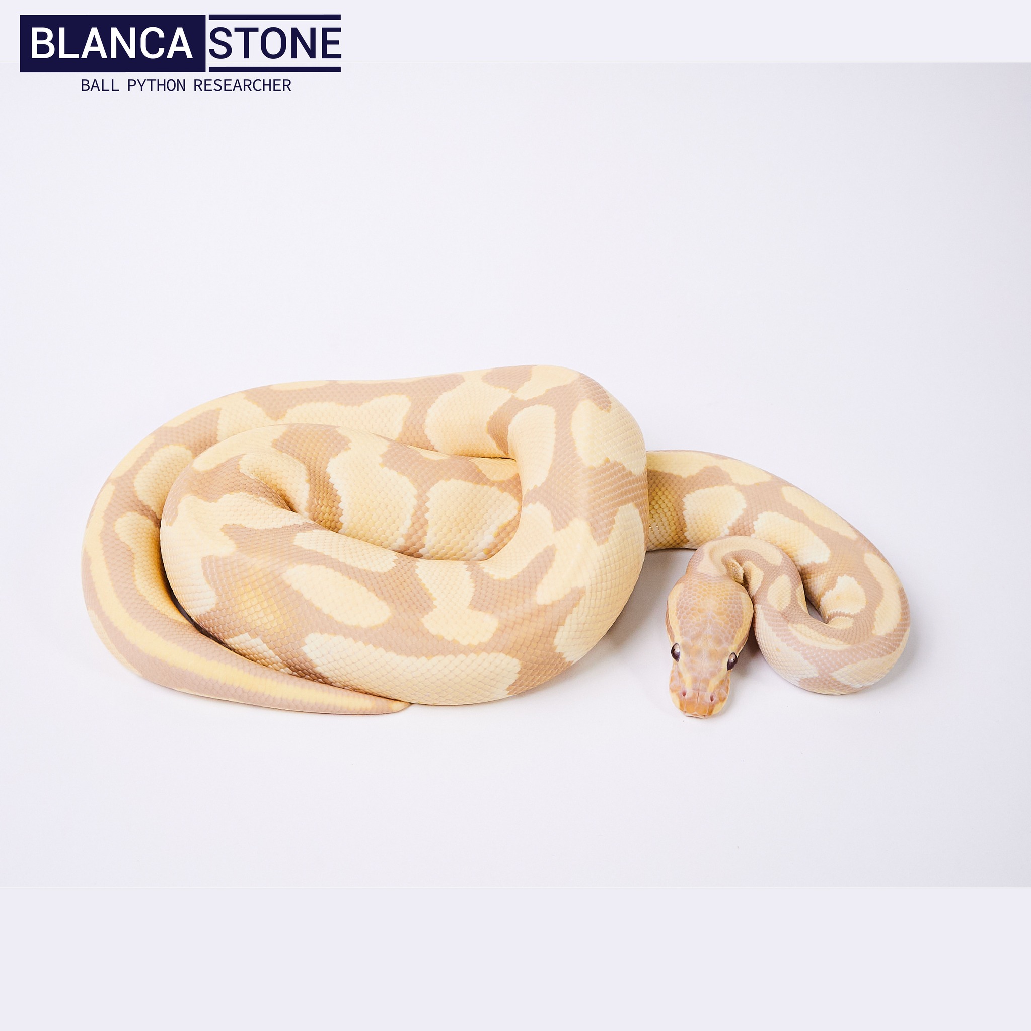 Blanca Stone Ball Python | Nonthaburi
