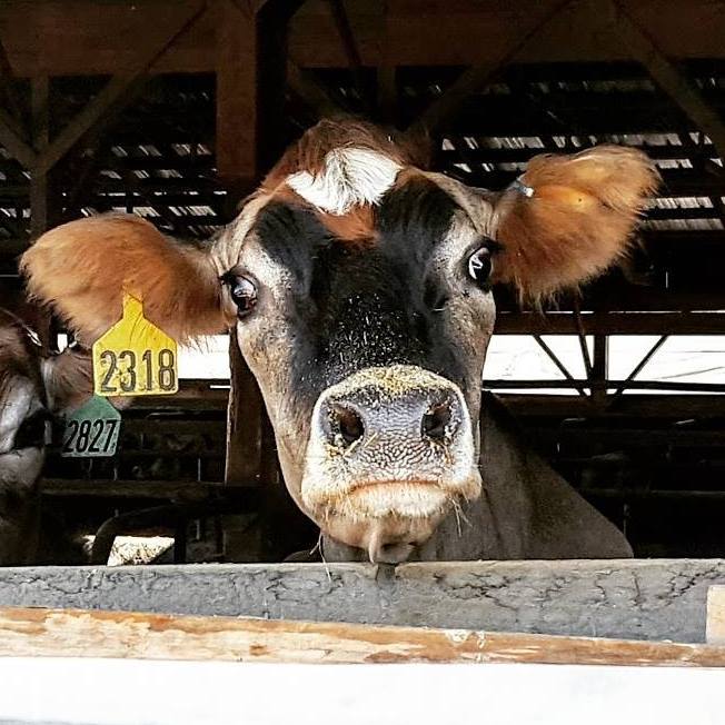 Laggis Farm - The crew has been busy this week cleaning... | Facebook
