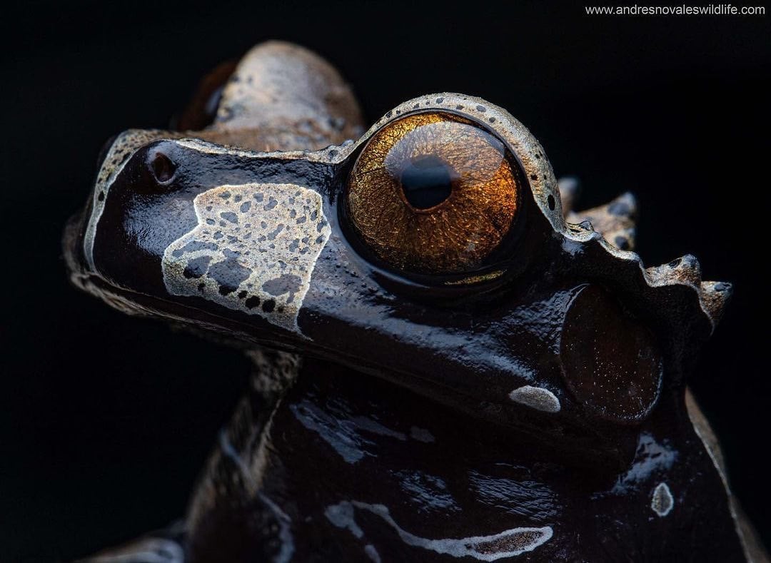 The Coronated Tree Frog (Tripion... - Terra Gecko Magazine | Facebook