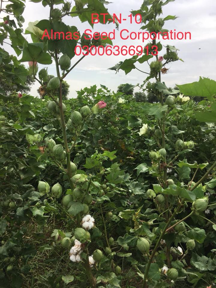 Almas Seed Corporation | Multan