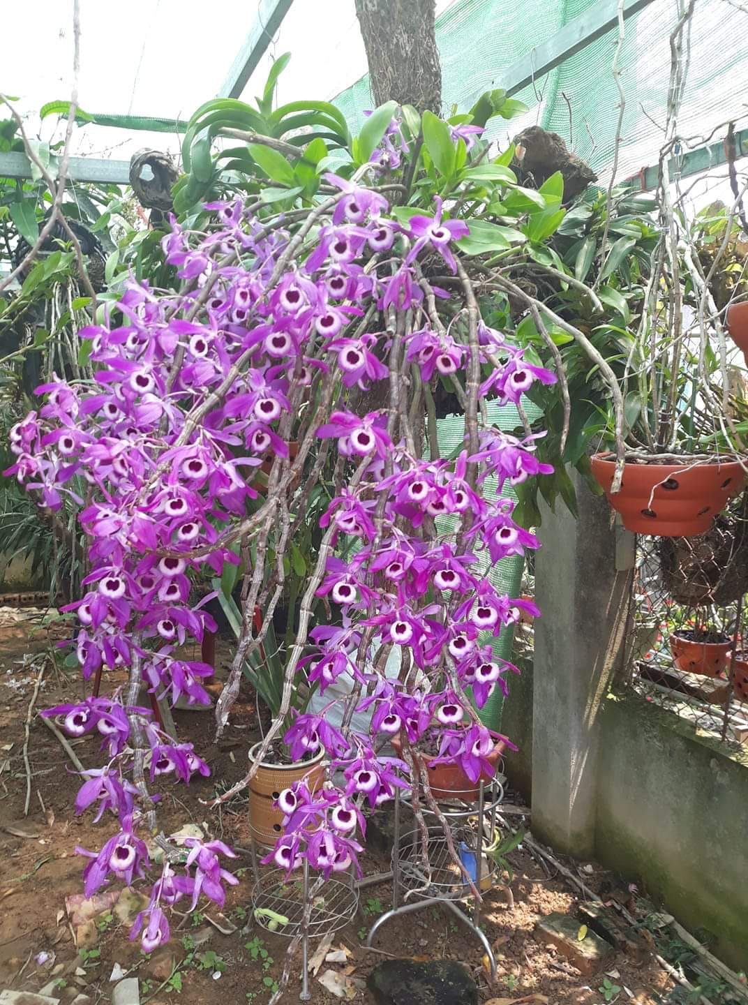 Thế giới chuyên lan rừng... - Thế giới chuyên lan rừng uy tín