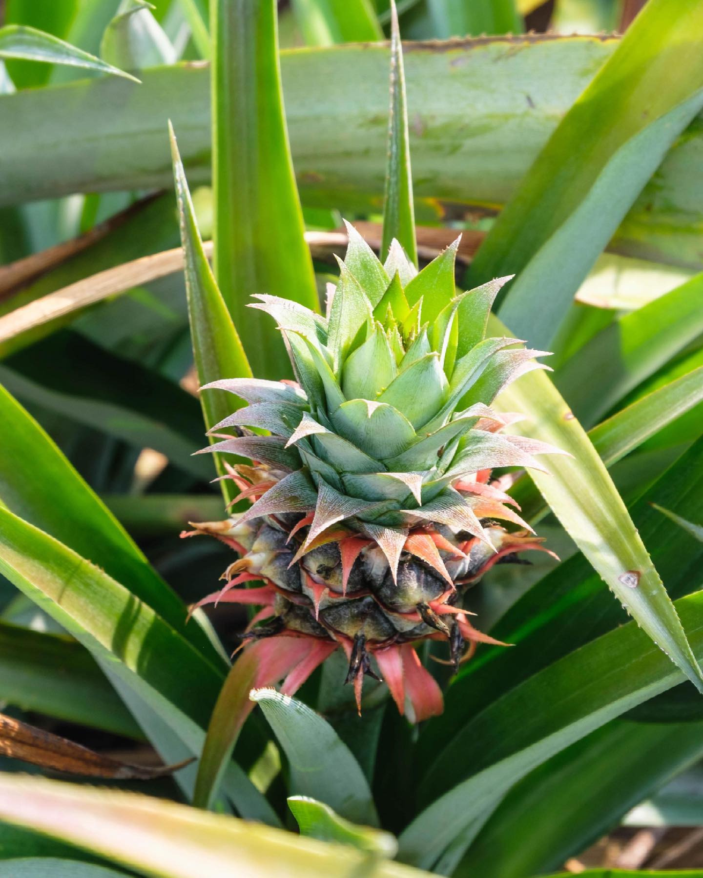 Oriundo - Piña | Pineapple 📍 Planta nativa de América....