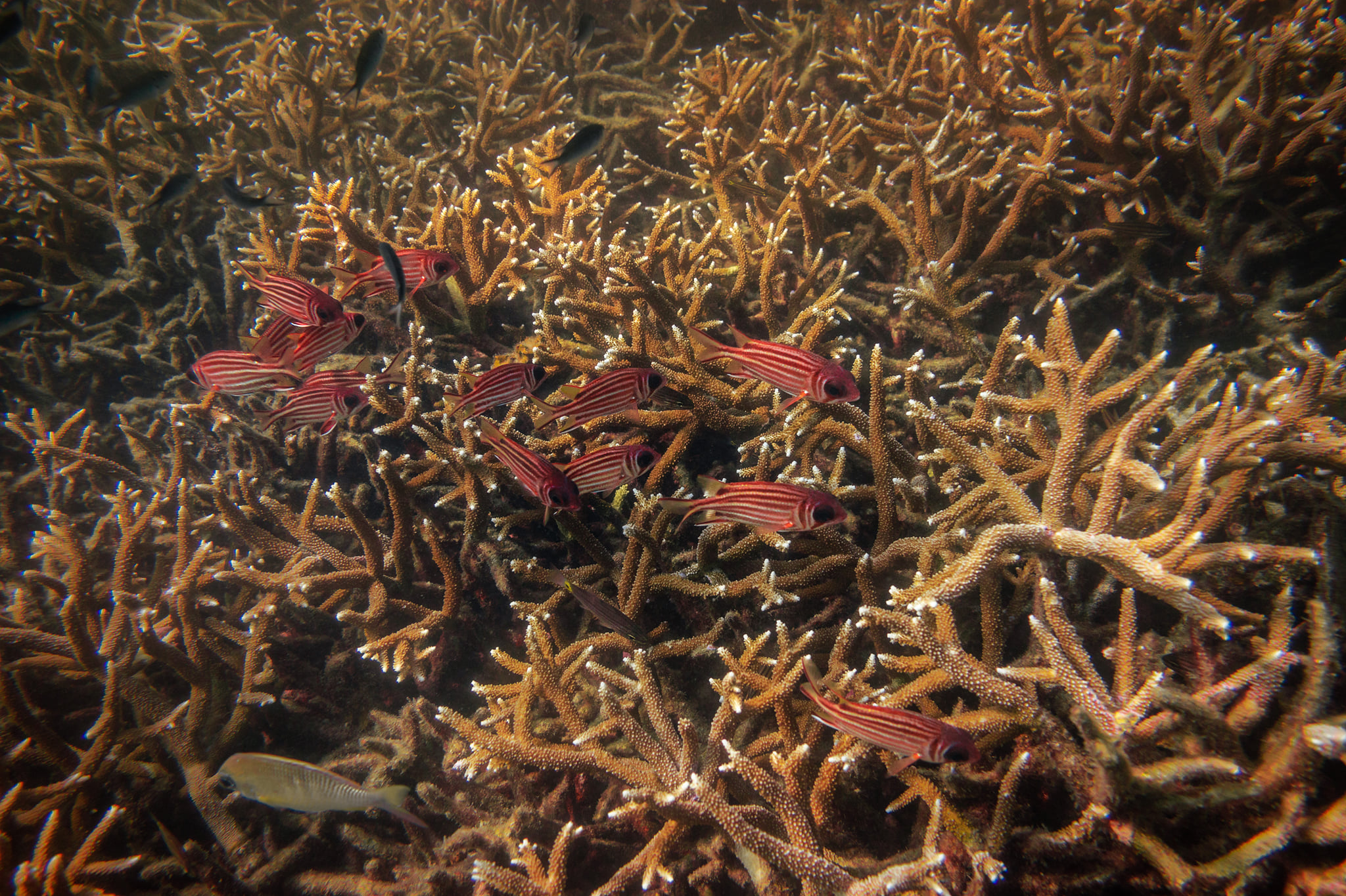 Reef Snorkel at Baan... - Baan Talay Koh Tao - Resort & Yoga