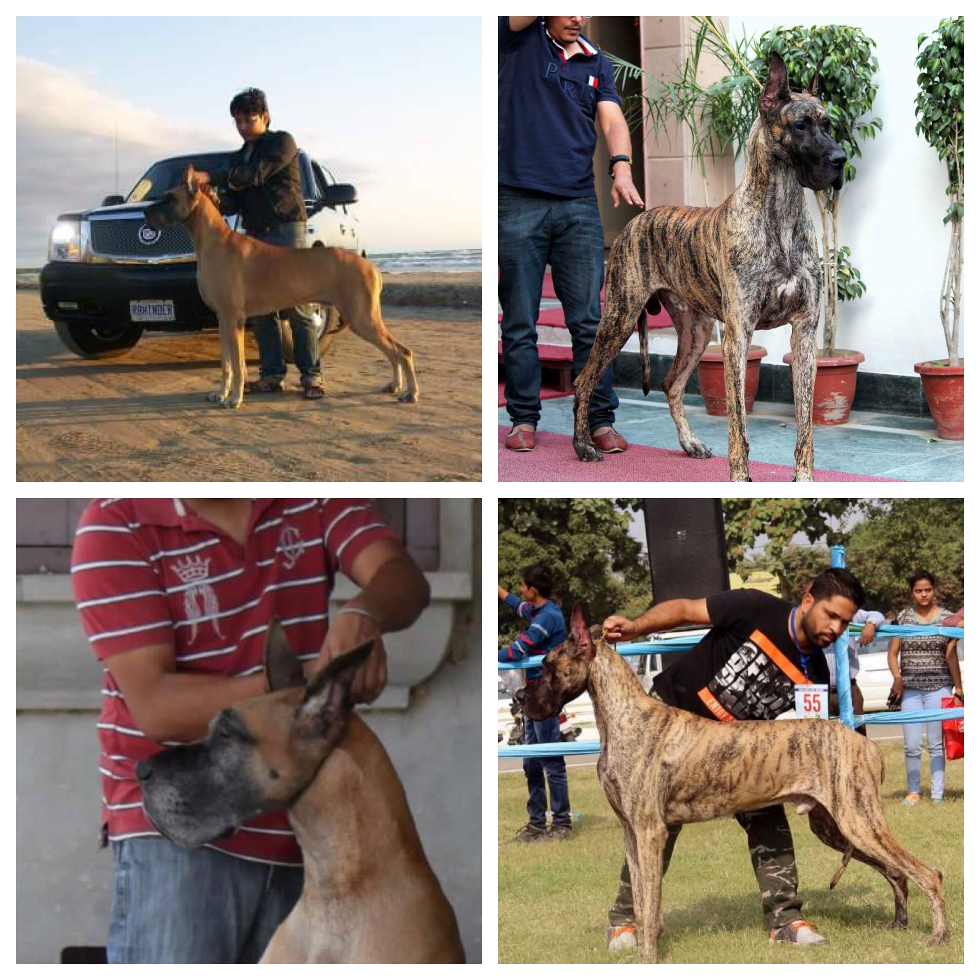 Barkandi Danes | Muktsar