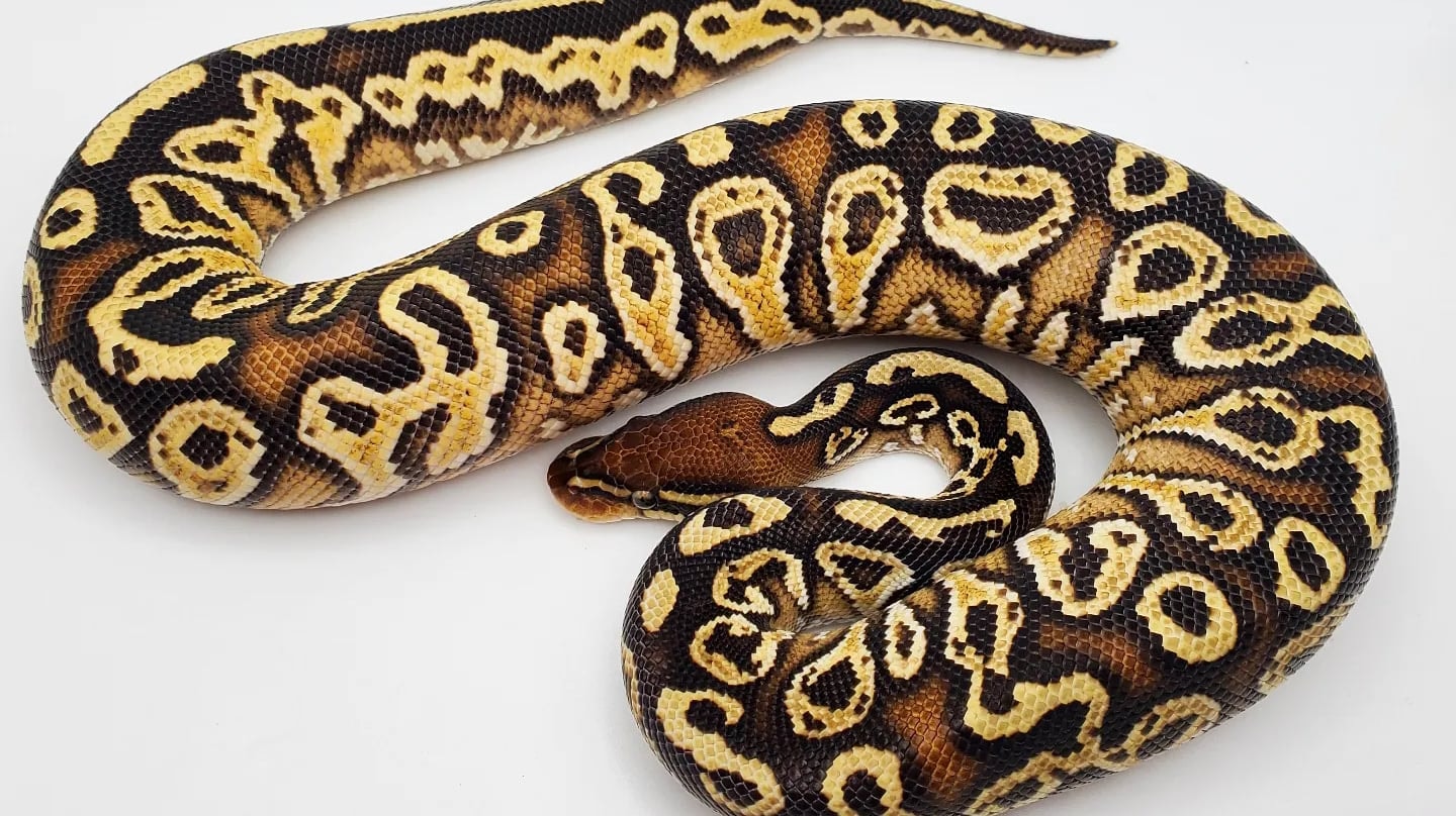 Double D Pythons | Fort Worth TX