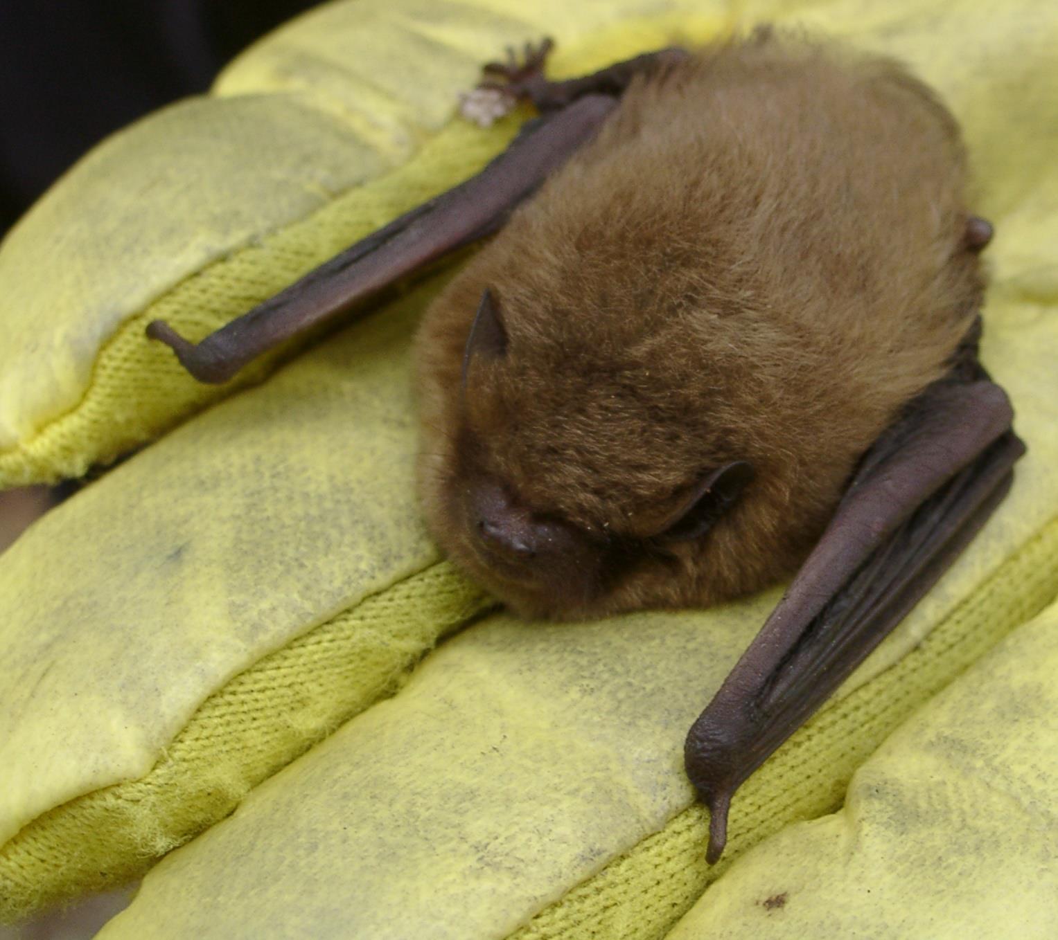 Just some bat pups enjoying the warmth and behaving exactly like they ...