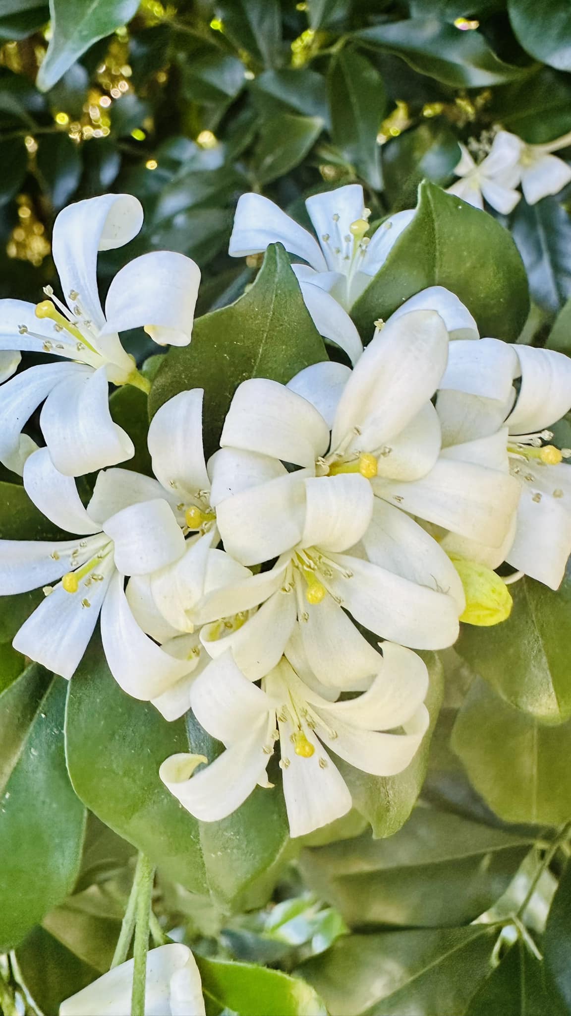 𝘙𝘢𝘥𝘦𝘳𝘮𝘢𝘤𝘩𝘦𝘳𝘢 𝘪𝘨𝘯𝘦𝘢, or tree jasmine, is an