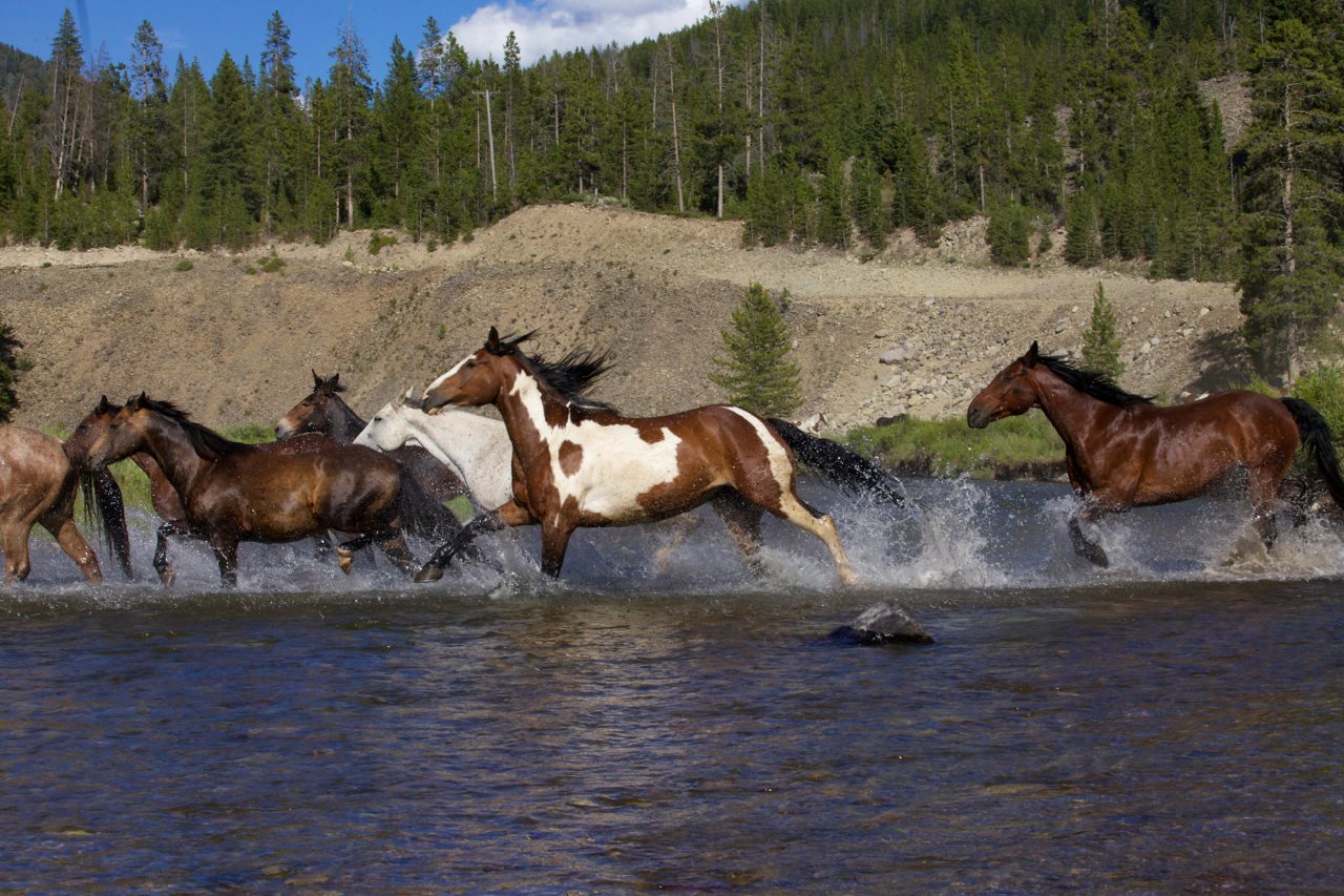 Elkhorn Ranch Montana - This week’s #throwbackthursday is of Elkhorn ...