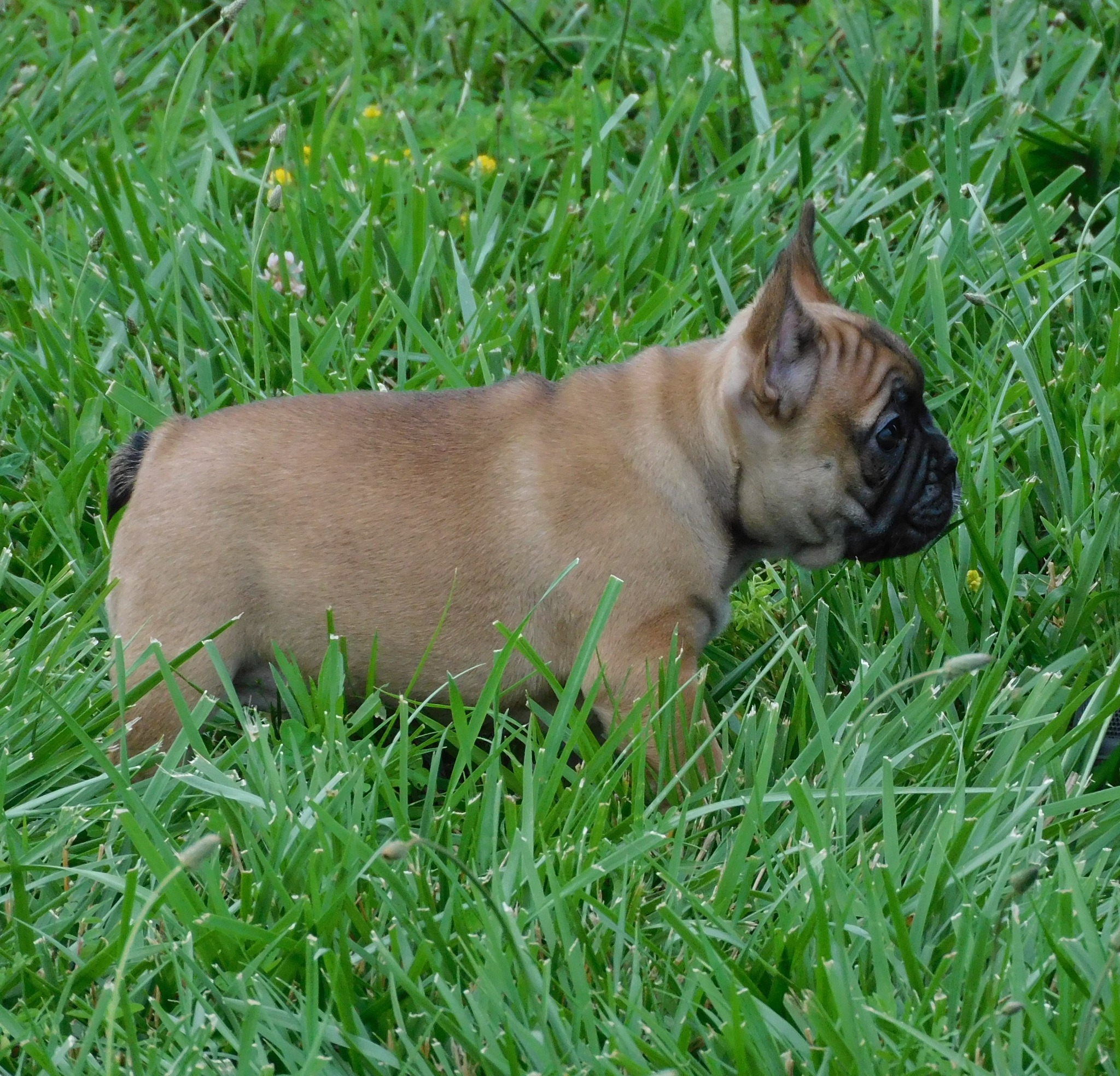 Monarch Ridge French... - Monarch Ridge French Bulldogs