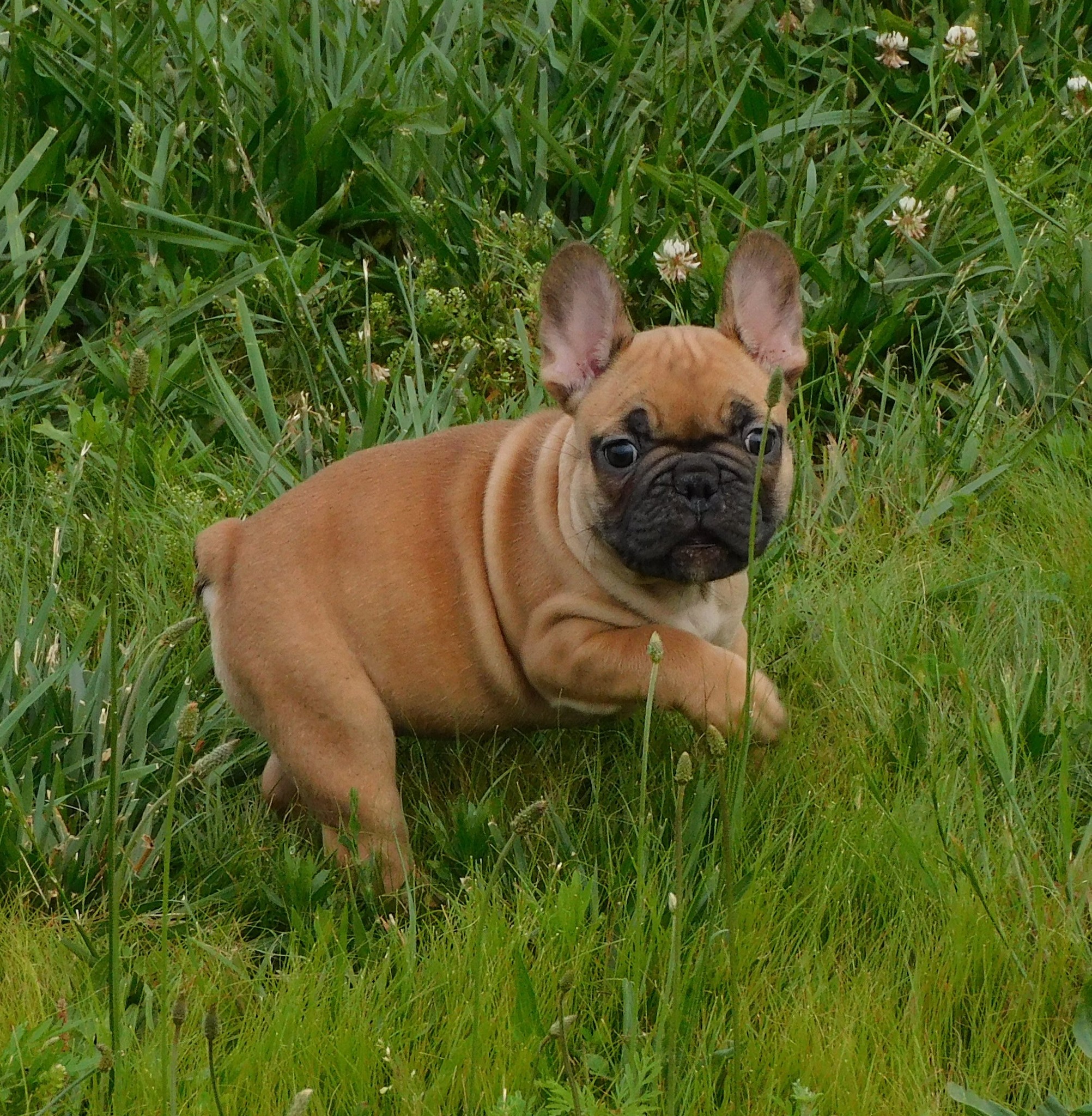 Monarch Ridge French Bulldogs