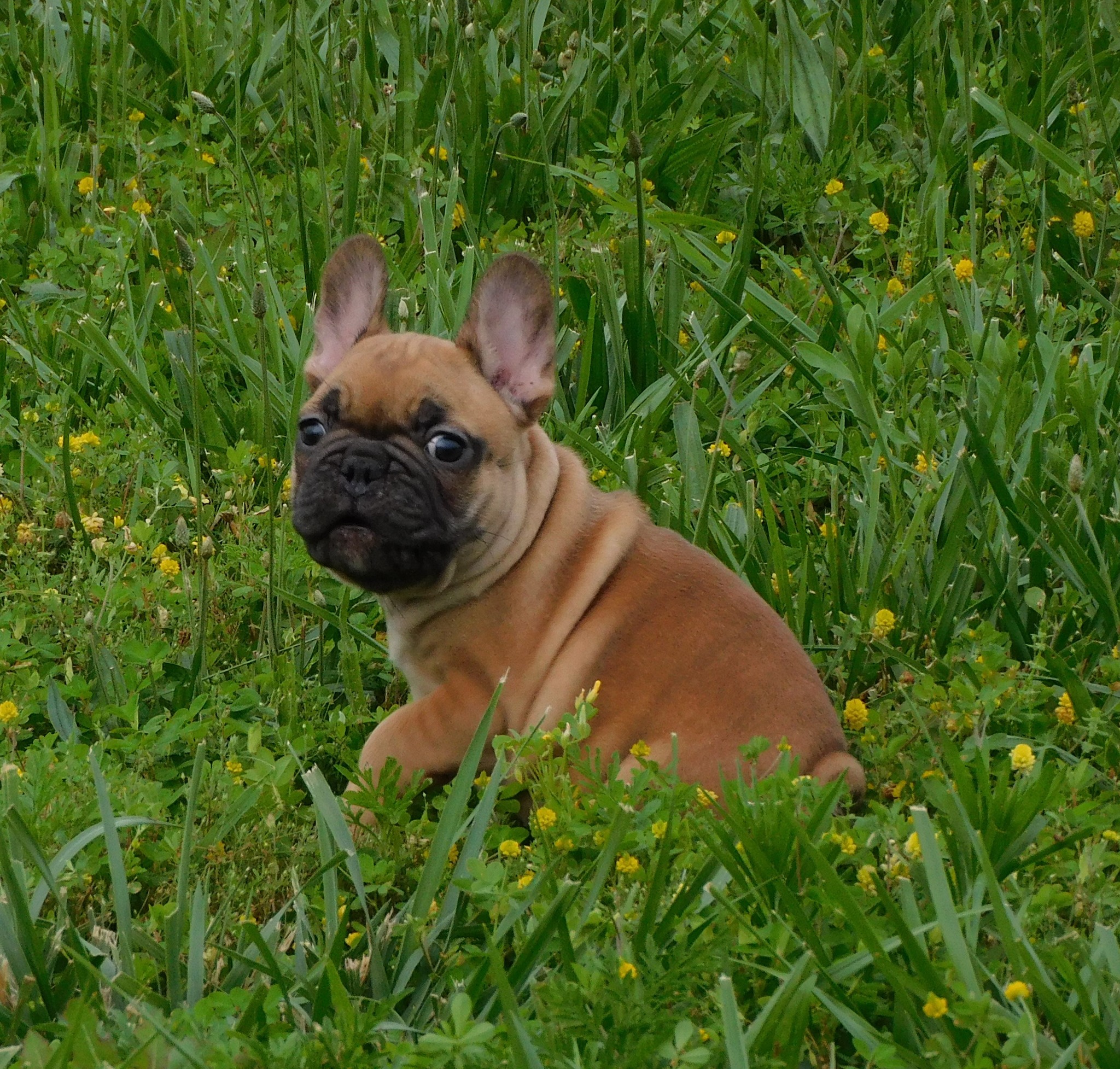 Monarch Ridge French Bulldogs