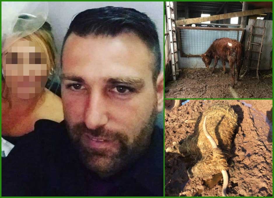 UK Animal Cruelty Files - UKACF - CONVICTED: farmer Richard Scarfe ...