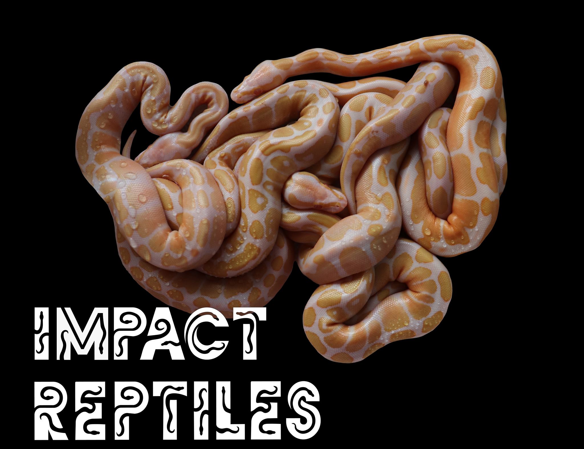 Some morph combinations honestly feel unreal 👀 #snakecolors # ...