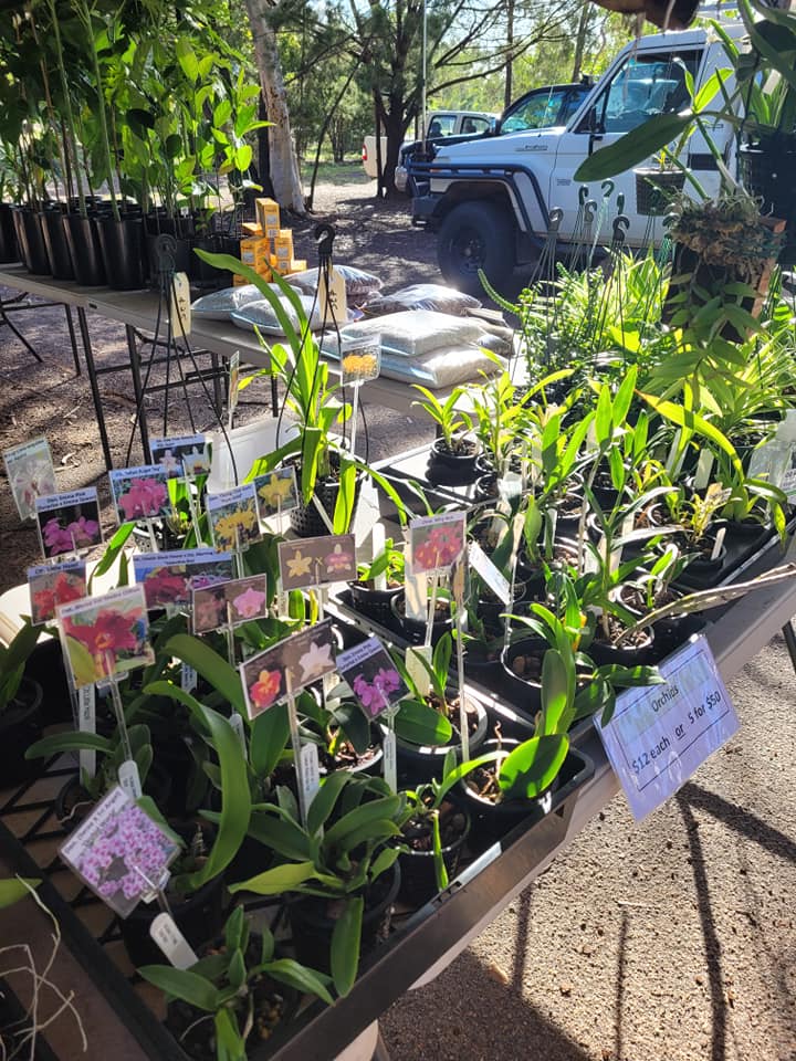 Orchids for sale Plants & Seedlings Coolalinga