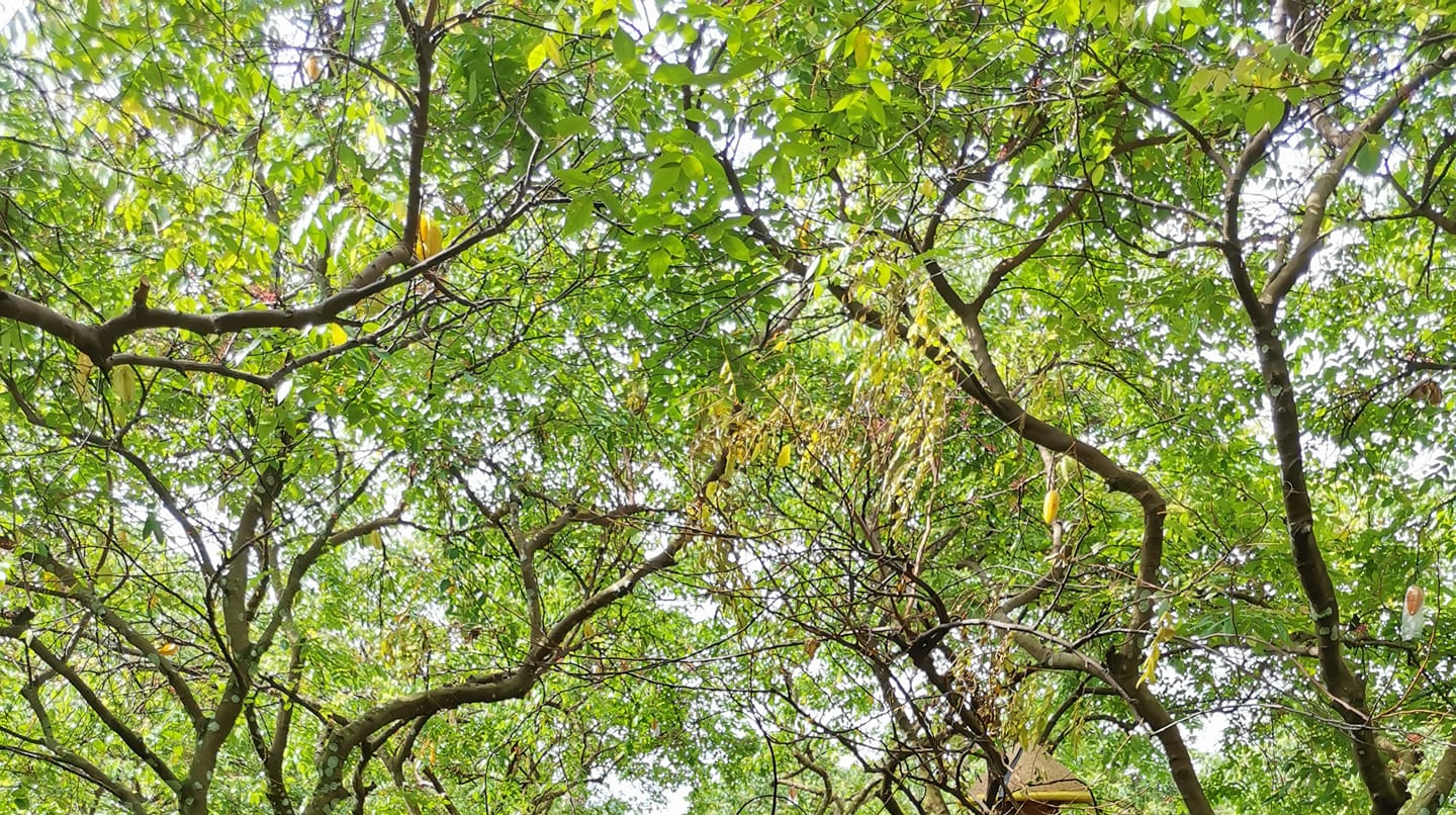 Kebun Belimbing Merasi | Muarabeliti