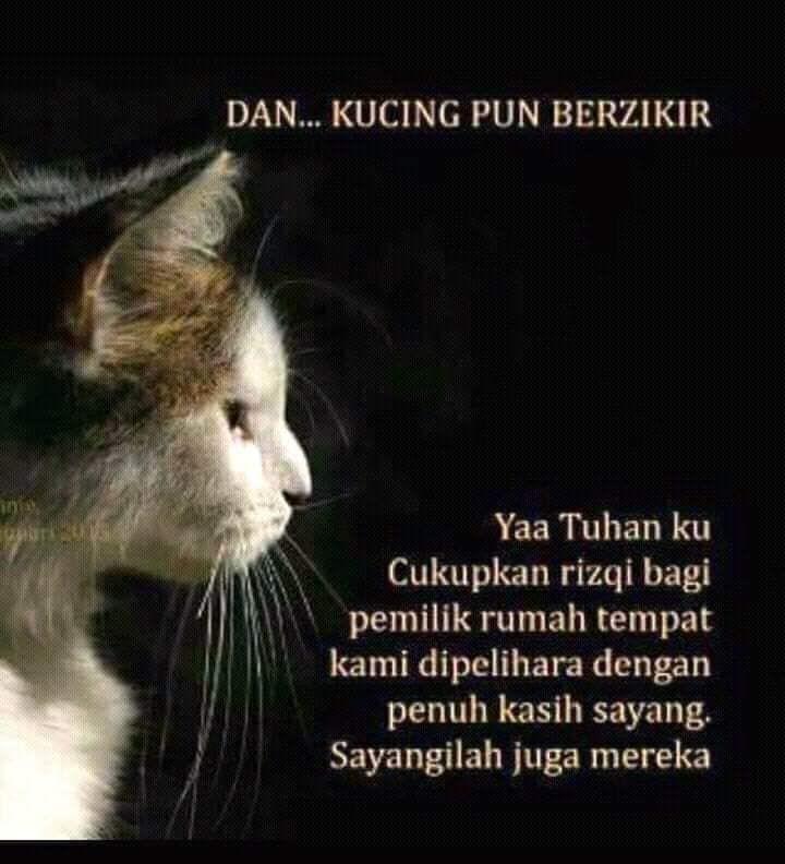 Jdt Kucing Merupakan Makhluk Yg Berkat Mengapa Kisah Facebook
