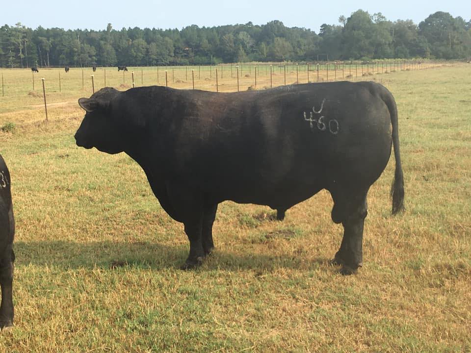 Jones Angus Ranch | Simpson MS