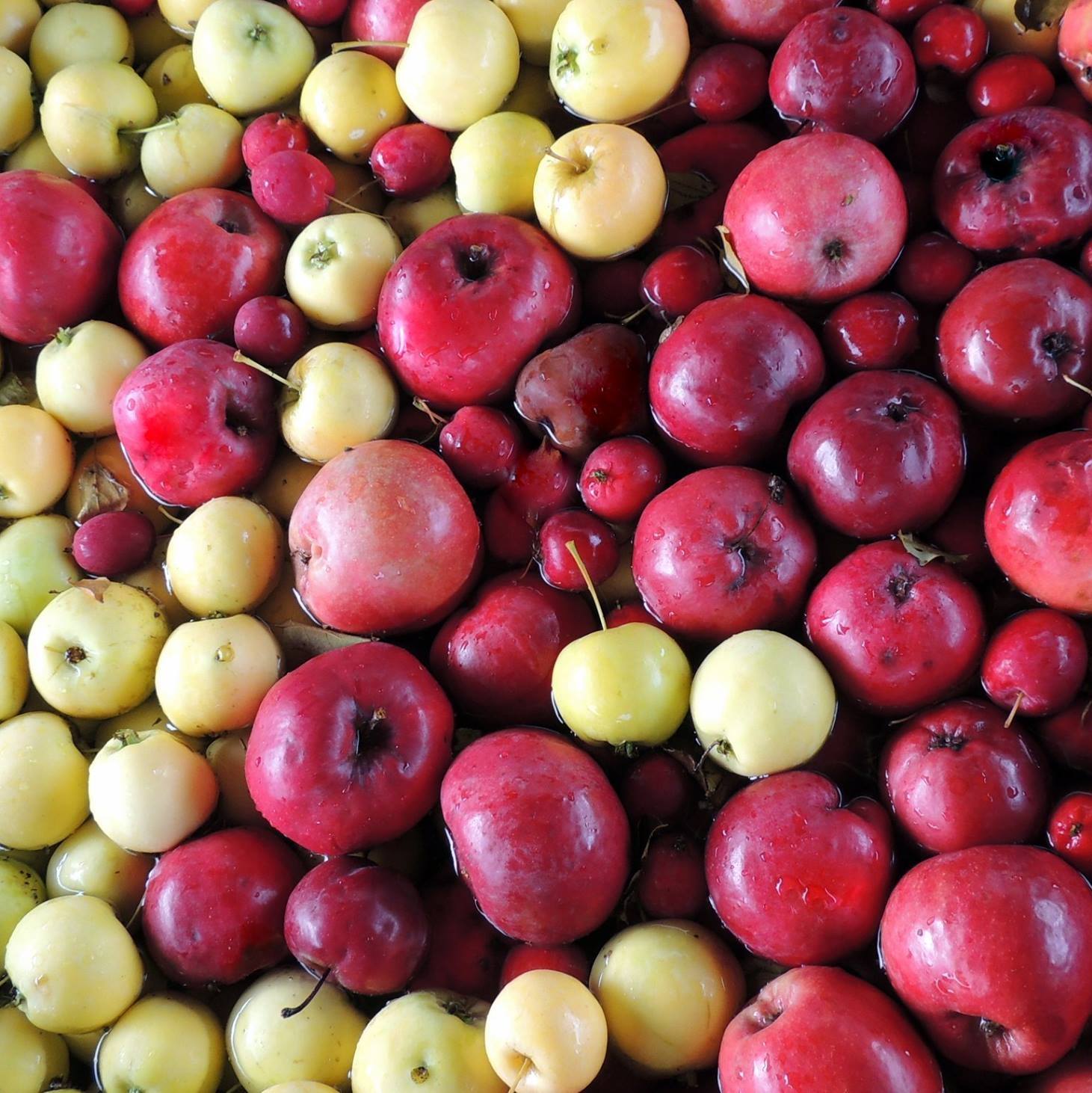 Eastman's Antique Apple Orchard - Apple Spotlight: Gloria Mundi. also ...