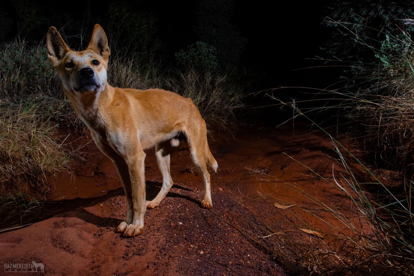 Gaz - My favourite dingo image from the camera trap so far! The camera ...