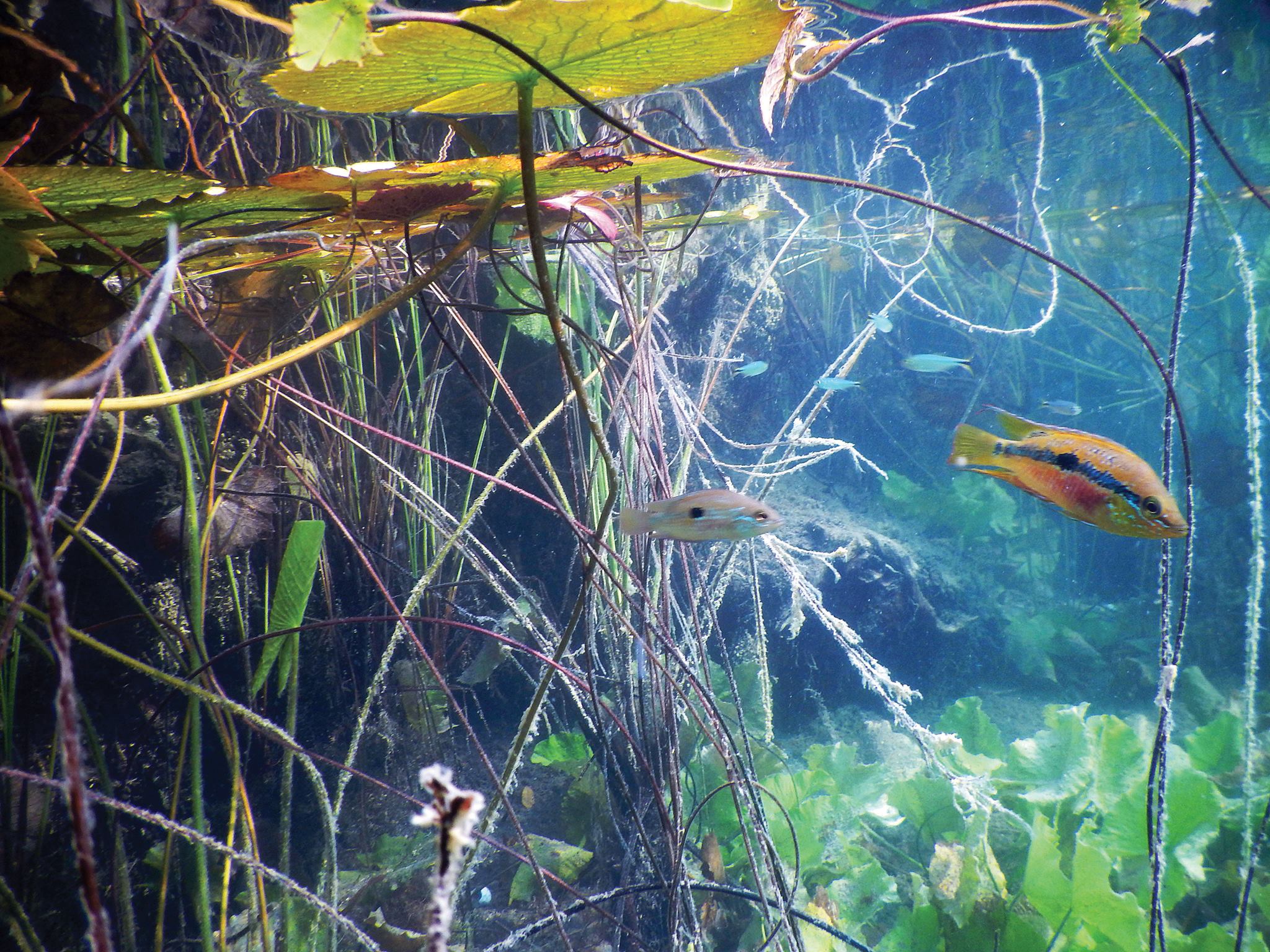 Biotope aquariums
