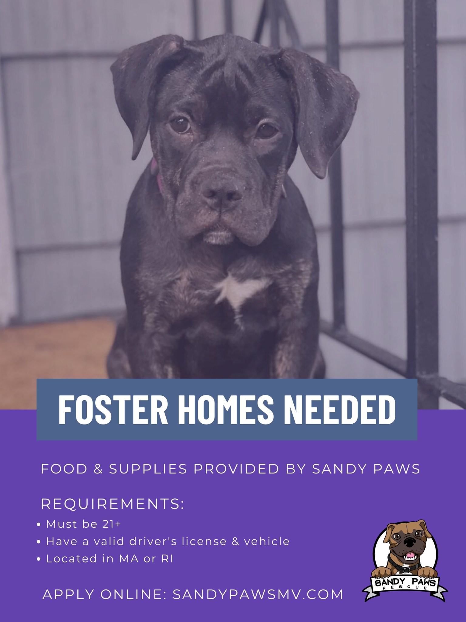 Our need for foster homes is... - Sandy Paws Rescue Inc. | Facebook
