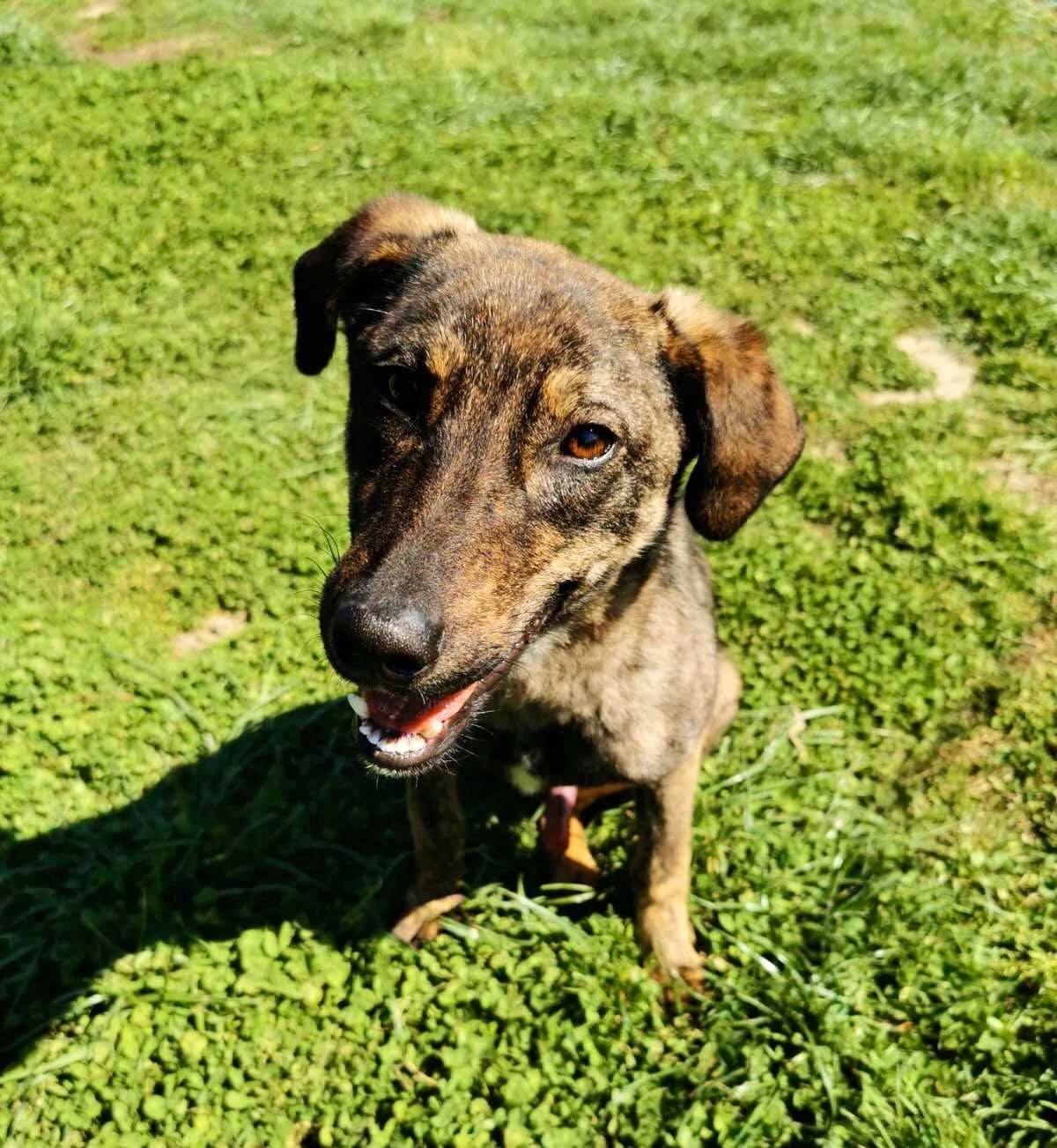 Strays Without Borders - 🐾 💙 Handsome lad Robbie is looking for a ...