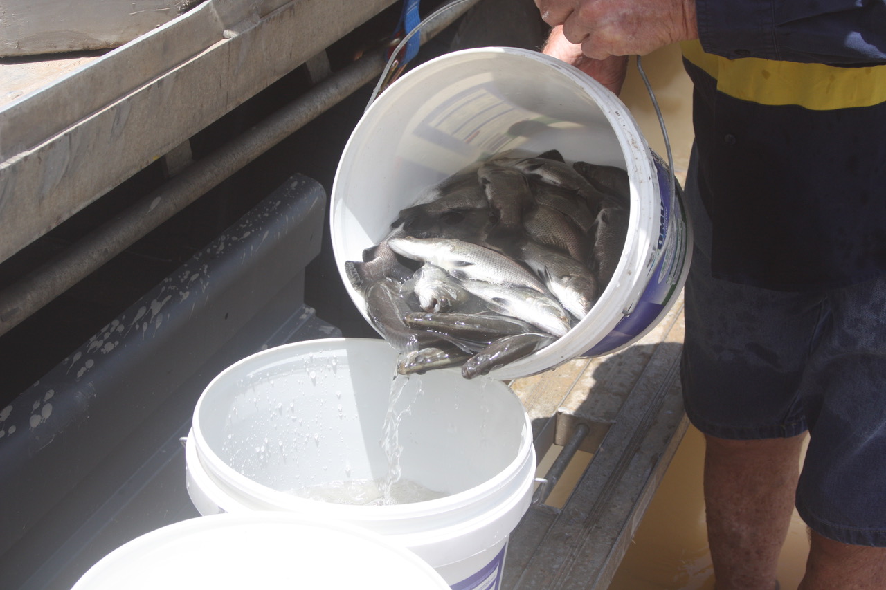 Burdekin Fish Restocking