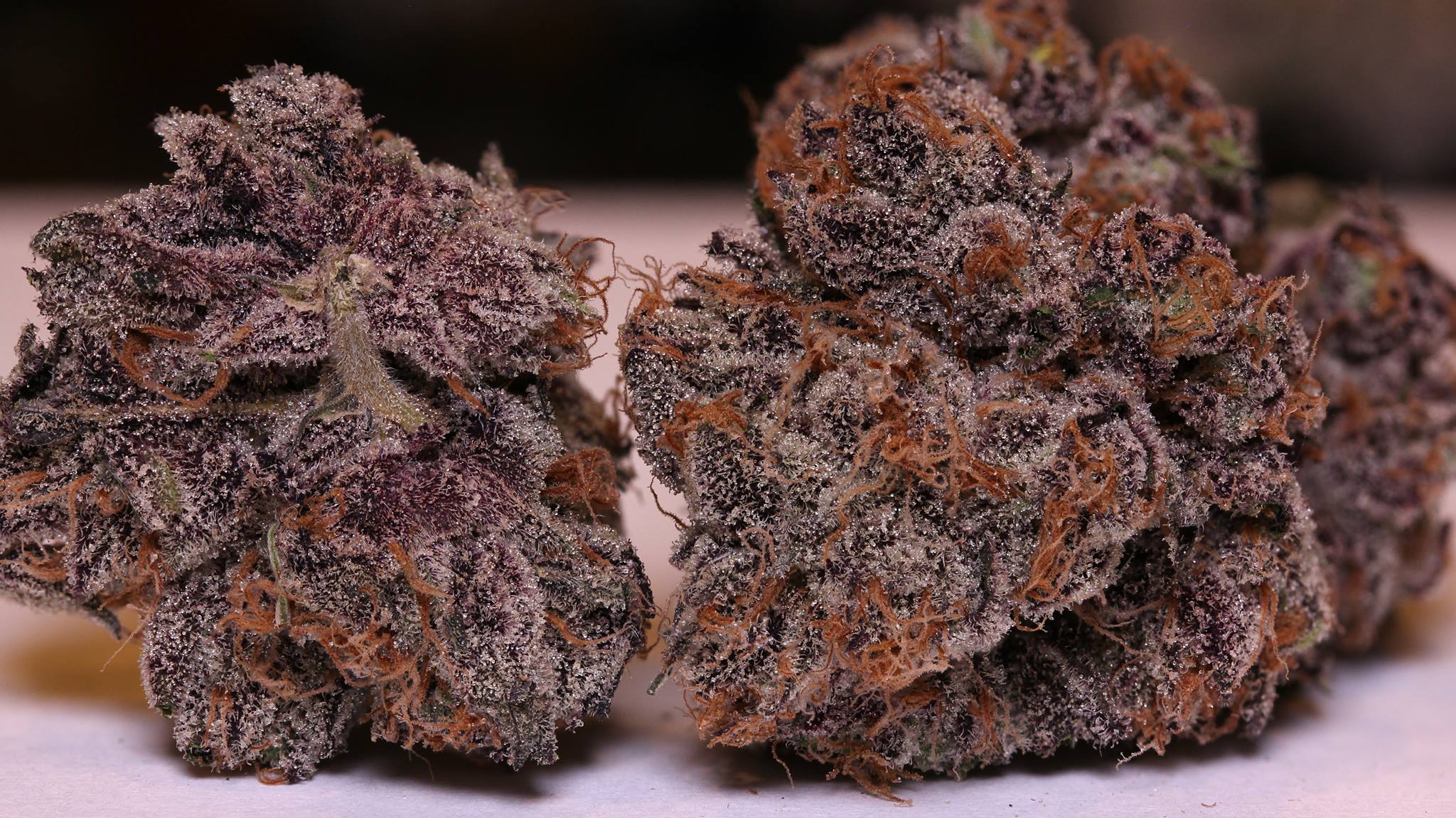Lumpy's Flowers