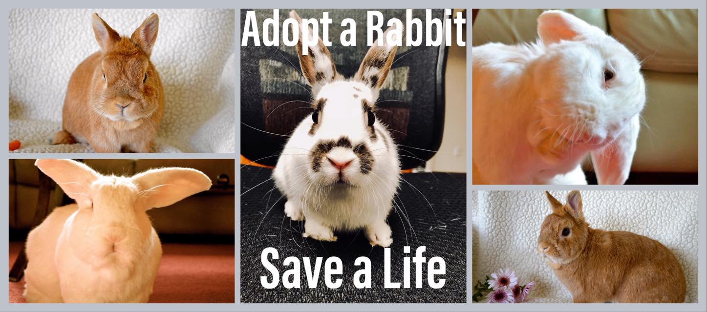 CottonTail Rabbit Rescue