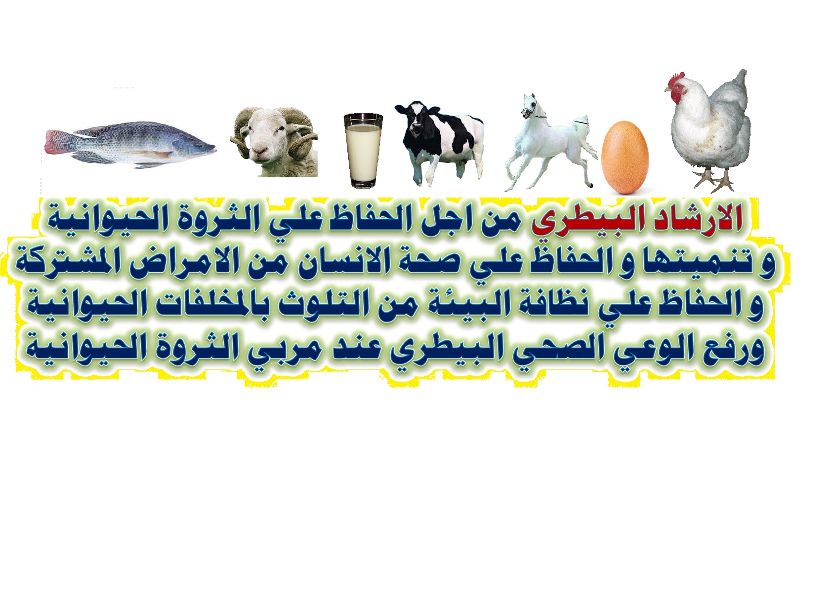 Tanta - انواع الأغنام فى مصر ١-أغنام الرحماني نشأت بمنطقة الرحمانية ...