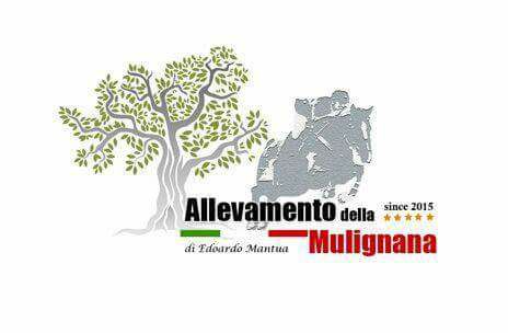 Allevamento Della Mulignana Sport Horses